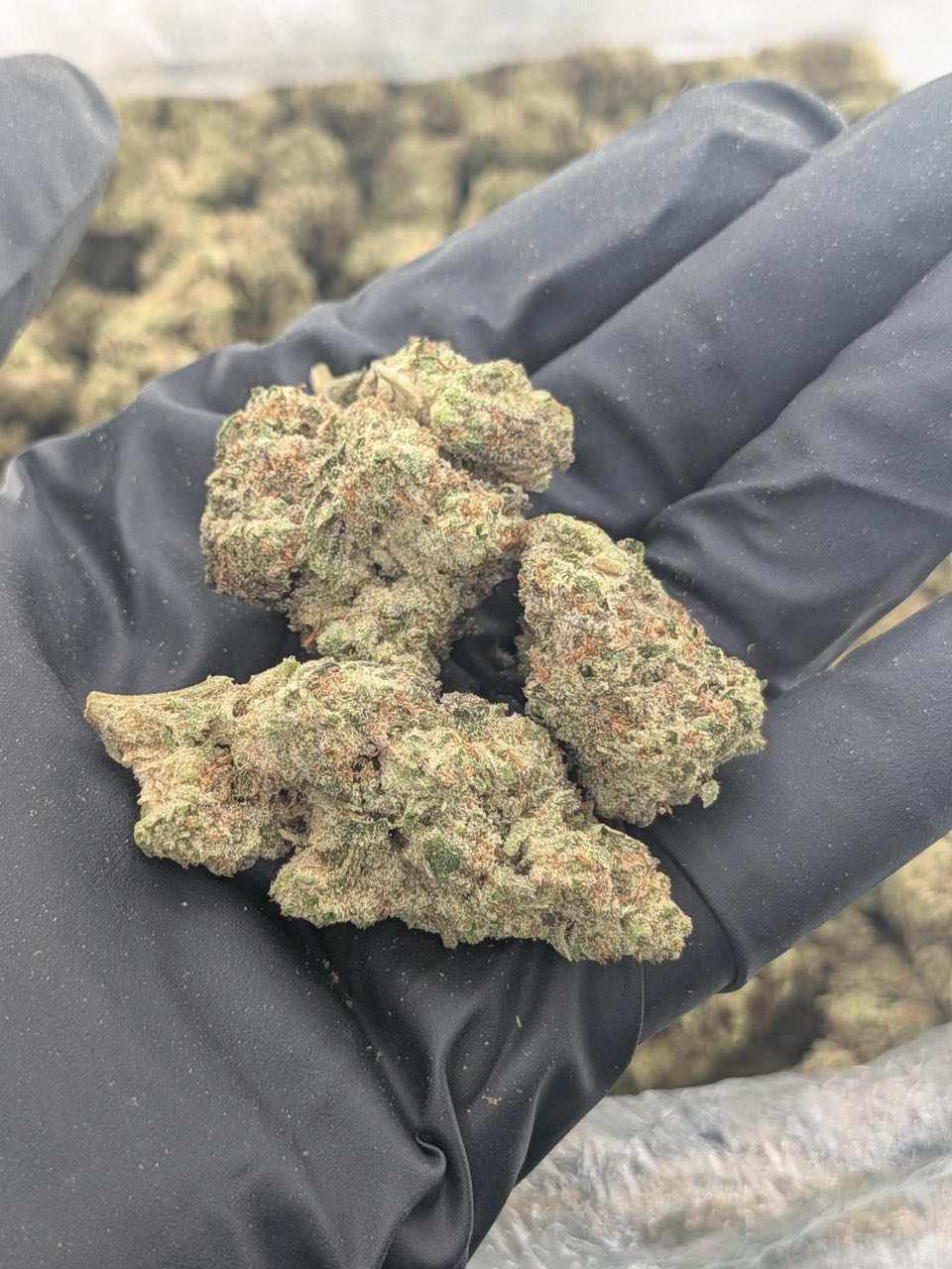 White Frost strain